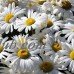 Shasta Daisy Flower Seeds - Alaska Variety - 4 Oz Seed Pouch - White Blooms, Yellow Centers - Perennial Daisies - Flower Gardening   566996811
